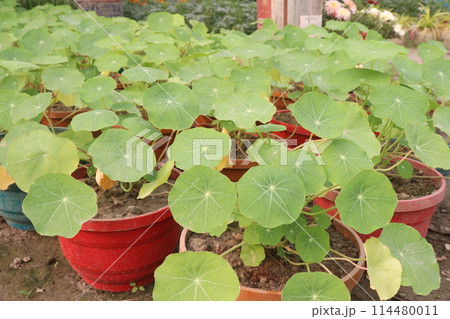 Garden Nasturtium flower plant on nursery 114480011