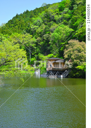 鎌北湖　新緑の湖畔　春の風景　　　　 114480034