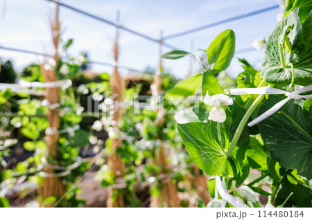サヤエンドウの白い花 114480184