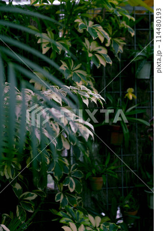 緑のある庭 114480193