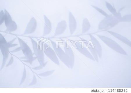 葉の影の背景素材　夏のイメージ 114480252