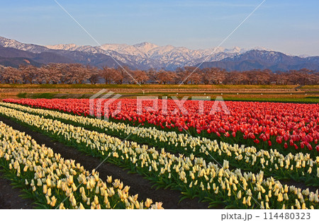 富山県朝日町 あさひ舟川のチューリップ 富山県朝日町 あさひ舟川のチューリップ 114480323
