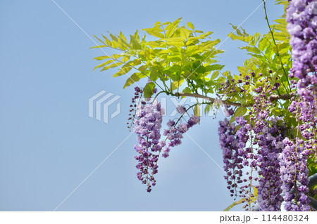 藤の花 114480324