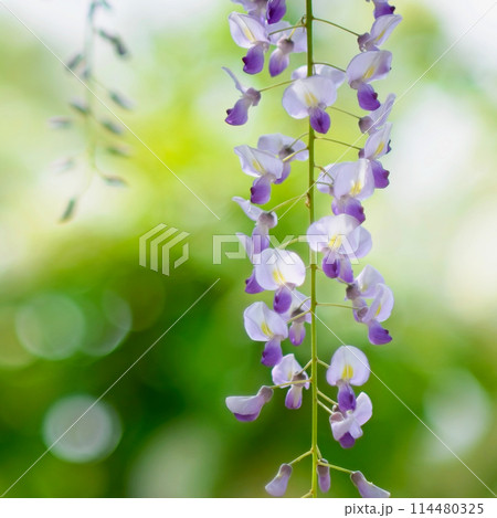 藤の花 藤の花 114480325