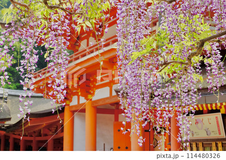 藤の花 藤の花 114480326