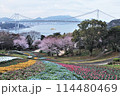 火の山チューリップと関門海峡を望む 114480469