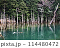 一ノ俣桜公園 114480472