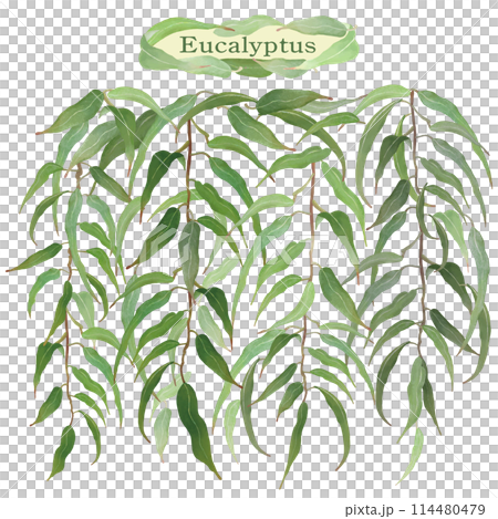 たっぷり垂れ下がっているユーカリ・精油・アロマ 114480479