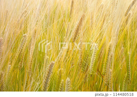 麦畑 114480518