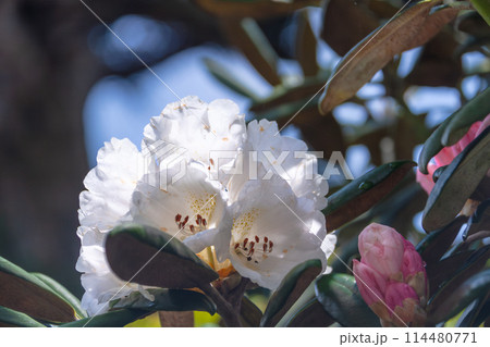 屋久島世界自然遺産　ヤクシマシャクナゲ(6月) 114480771