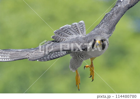 新緑をバックに飛翔するハヤブサ成鳥 新緑をバックに飛翔するハヤブサ成鳥 114480780