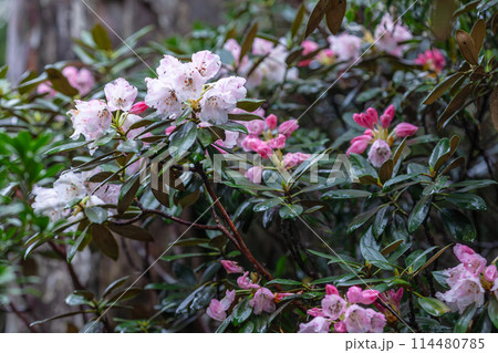 屋久島世界自然遺産　ヤクシマシャクナゲ(6月) 114480785
