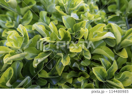 Detail of green background of decorative bushes in the city Detail of green background of decorative bushes in the city 114480985