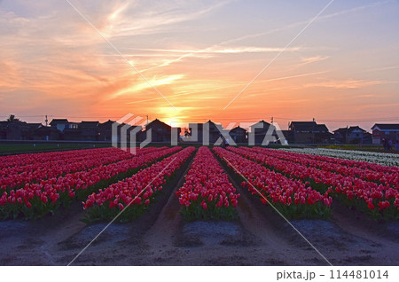 富山県朝日町 夕焼けとチューリップ 富山県朝日町 夕焼けとチューリップ 114481014