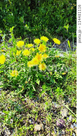 霞間ヶ渓の自然は、あなたの心を包み込む 114481116