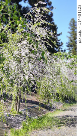 霞間ヶ渓の自然は、あなたの心を包み込む 114481128