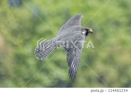 グリーンバックに悠然と飛ぶハヤブサ成鳥 グリーンバックに悠然と飛ぶハヤブサ成鳥 114481254