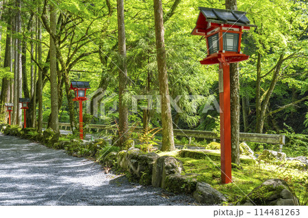 貴船神社　奥宮へ続く新緑に包まれた参道 114481263
