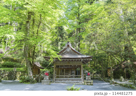 貴船神社奥宮　拝殿・本殿　新緑に包まれた境内 114481275