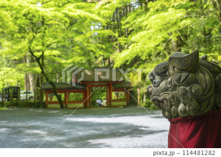 貴船神社奥宮　神門　新緑に包まれた境内 114481282