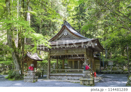 貴船神社奥宮　拝殿・本殿　新緑に包まれた境内 114481289