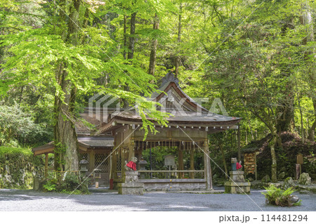 貴船神社奥宮　拝殿・本殿　新緑に包まれた境内 114481294