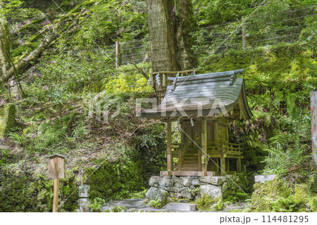 貴船神社奥宮　吸葛社　新緑に包まれた境内 114481295