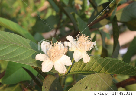 Common guava flower on tree in farm 114481312
