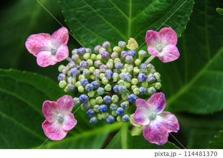 アジサイ アジサイ 114481370