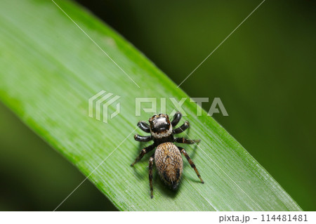 青葉上にマミジロハエトリ蜘蛛の雌（自然光＋マクロ接写写真） 114481481
