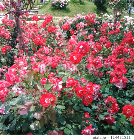 薔薇園に咲き誇る薔薇達 114481511
