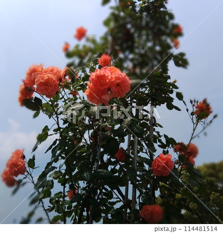 天空から薔薇が見下ろす 天空から薔薇が見下ろす 114481514