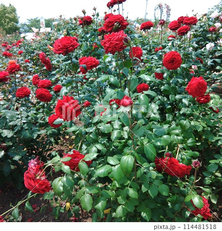 赤い薔薇の共演 114481518