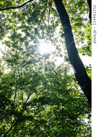 森の中から見上げる空 森の中から見上げる空 114481552