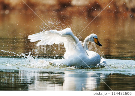 水浴びする1羽のオオハクチョウ ”野鳥” 水浴びする1羽のオオハクチョウ ”野鳥” 114481606