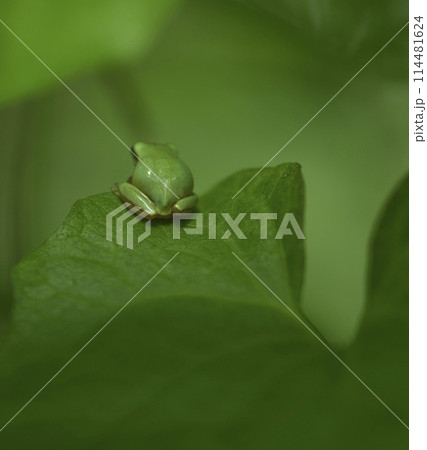 カエル 蛙 かえる 114481624