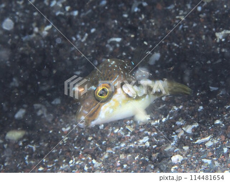 キタマクラ 114481654