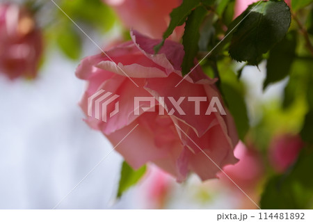 小粋なバラ 114481892