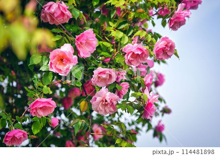 纏まりが美しい薔薇 纏まりが美しい薔薇 114481898