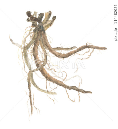 水彩で描いた板藍根　ホソバタイセイの根 114482023