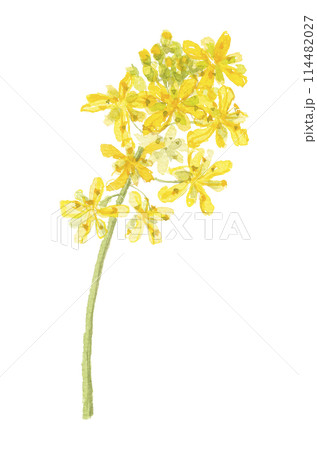 水彩で描いたホソバタイセイの花 水彩で描いたホソバタイセイの花 114482027