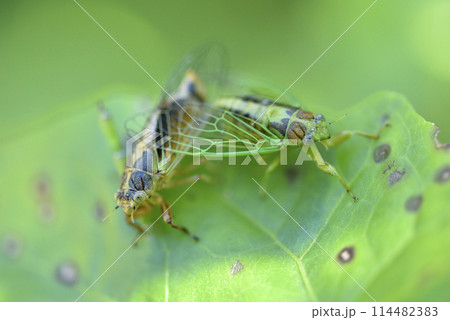 バグ 昆虫 苦悩 114482383