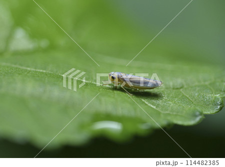 バグ 昆虫 苦悩 114482385