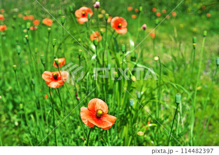 オレンジ色のナガミヒナゲシの花(春、五月) オレンジ色のナガミヒナゲシの花(春、五月) 114482397