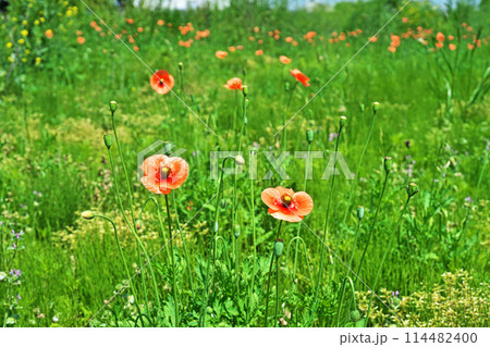 オレンジ色のナガミヒナゲシの花(春、五月) オレンジ色のナガミヒナゲシの花(春、五月) 114482400