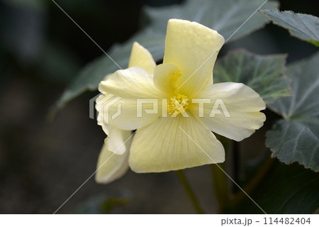 ベゴニア 114482404