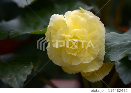 ベゴニア 114482453