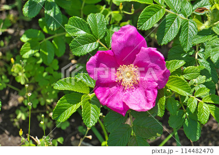 赤いハマナスの花(春、五月) 赤いハマナスの花(春、五月) 114482470