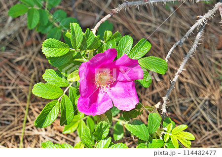 赤いハマナスの花(春、五月) 赤いハマナスの花(春、五月) 114482477