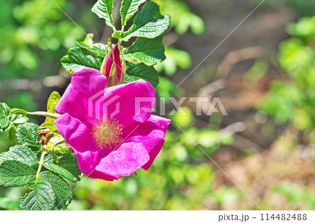 赤いハマナスの花（春、五月） 114482488